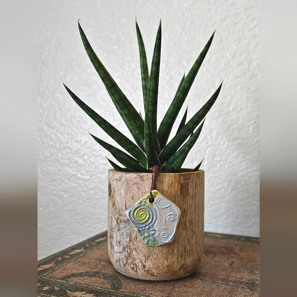 🍀⚘️ Plant Decorations For Gifts -Or- Ideas And Supplies For DIY! - Picture 4 of 6